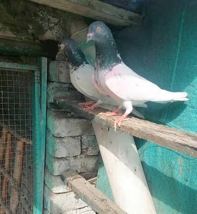 2 pair Availabl rawalpindi Dhoke Hassu