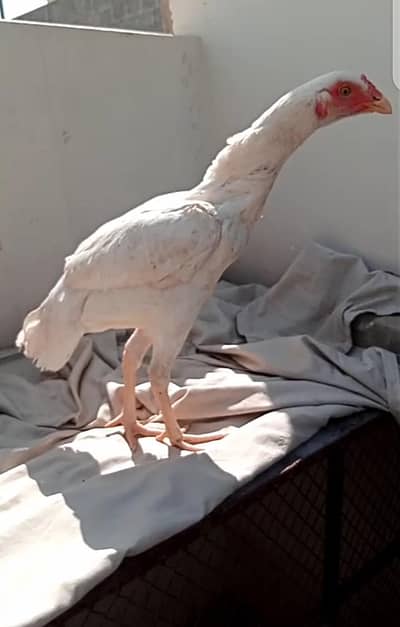 Parrot Beak Cross Pathi