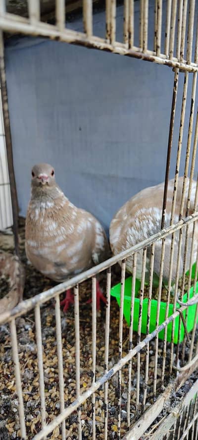 Alfaai Kabray (Kasni Pishori)