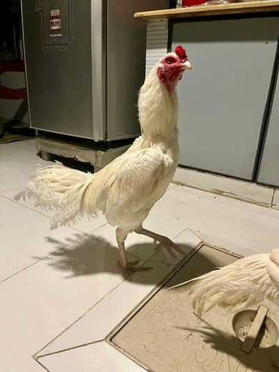 heera aseel clean white