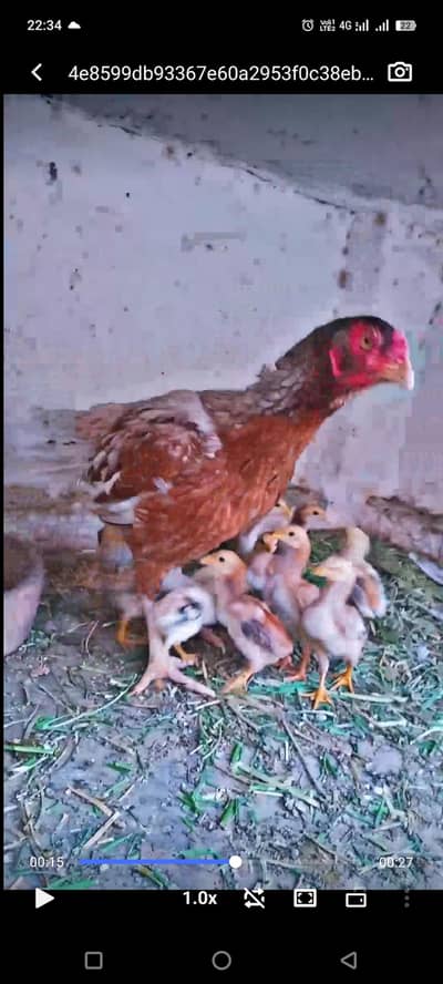 pure pakistani breed aseel chicks.