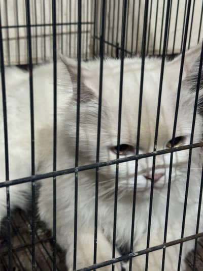 Persian cat 1 sal ki hai Maruti bhi hai