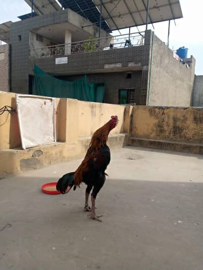 Home breed Shmo 03009434439