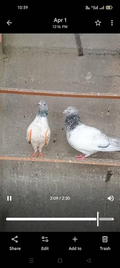 golden pair parwazi 03,1,5,3,0,2,1,23,7