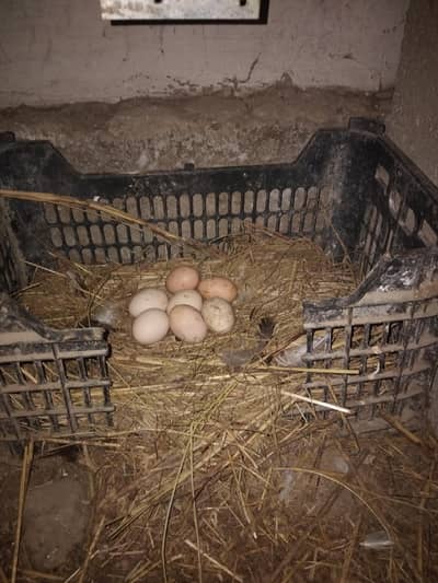 Pure Organic Eggs are Available at affordable prices. .