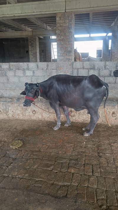 TOP QUALITY NILI-RAVI MAJH FOR SALE (Sambrial)