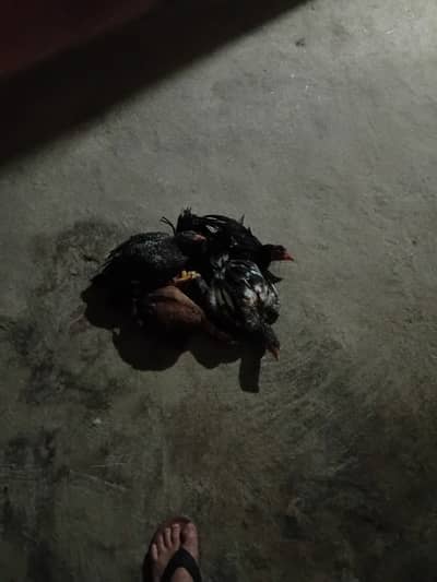 Aseel hens with chicks for sell