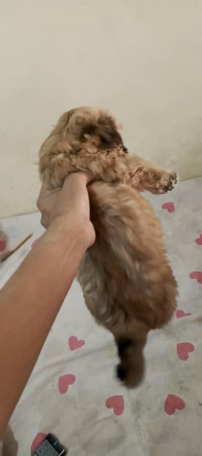 premium puppies of Shihtzu available for sale
