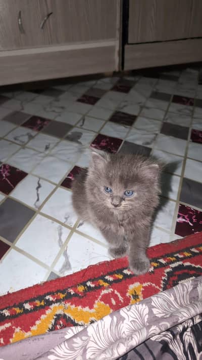 1 and half month old persian  kitten