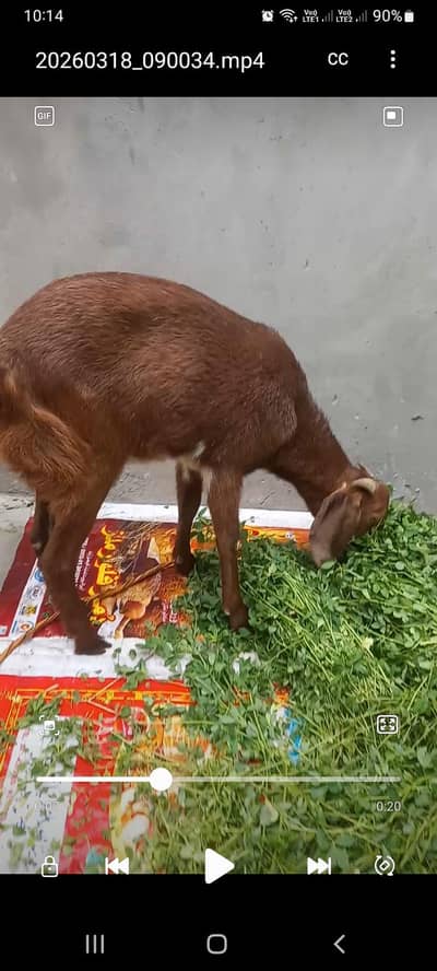 Bakri gaban Hui Hui Hai for sale 03251126163