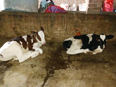 Imported Frission Male