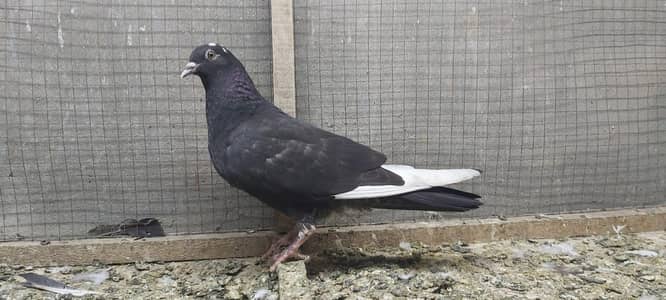 Zakh Dabaz Bacha For Sale.