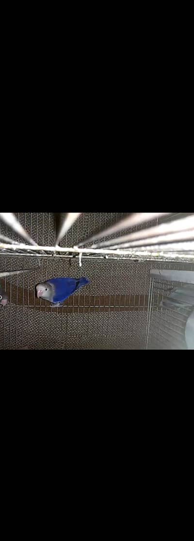 blue fisher male  only