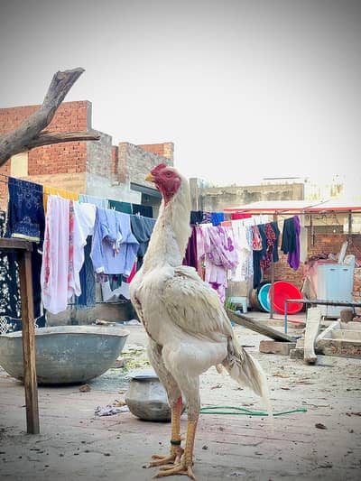 king size white o shamo