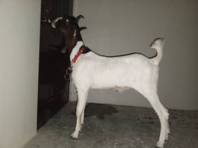 Bakra 2dant blade khassi