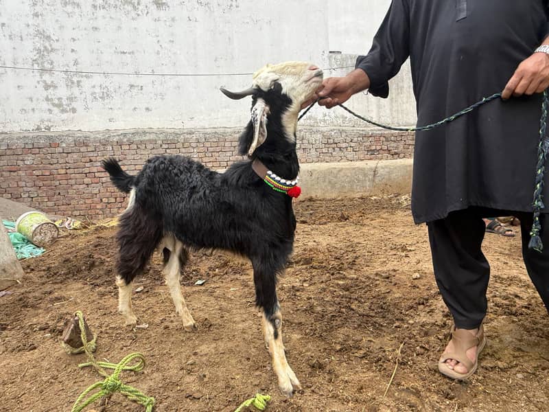 Bakra 1