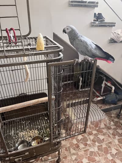 African Grey Parrot/ Female - / Malai Handtame / Talking Bird