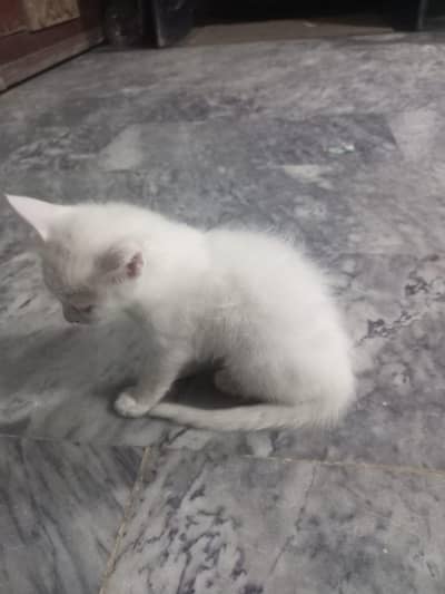 white pertian kitten blue eyes.   active and friendly