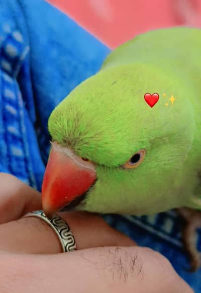 Green Raw Parrot