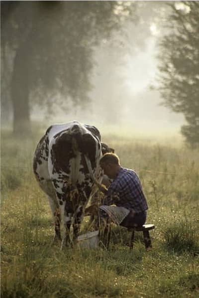 NEED DOMESTIC COUPLE FOR DAIRY FARM