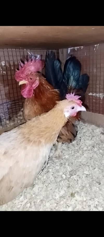 serama Dec Pair  white rosecom male