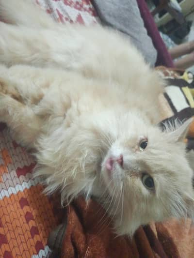 Persian cat male argent sale for money