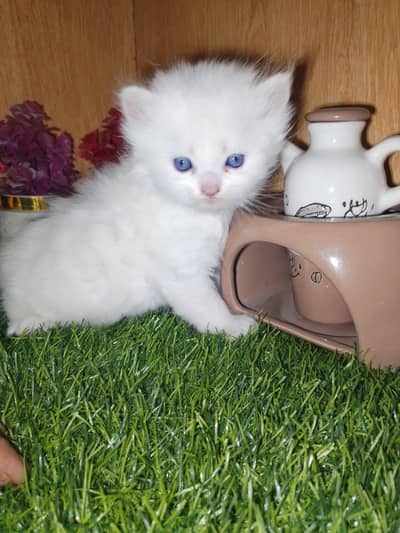 Persian pure punch and doll face kittens avail grey and  blue eyes