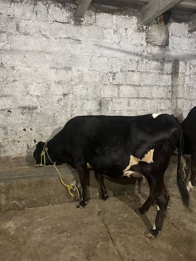 تیار گبھن ویڑی  Pure Jercy