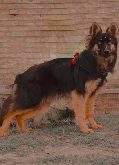 German Shepherd mail long code for sale