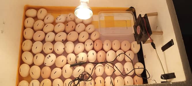 80 eggs incubators 100 % result