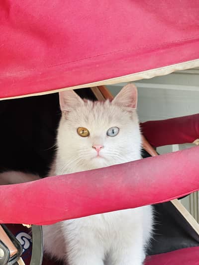White Persian Cat (Odd Eyes) for Sale – 7 Months Old