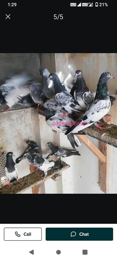 Royal tady/Baglay tady Bacha avaliable in lahore