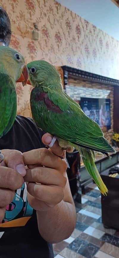 Raw / Yellow sided/first description