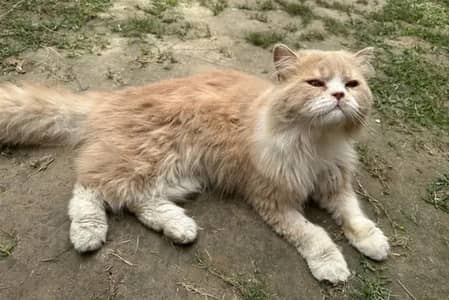 Garfield Adult Cat male