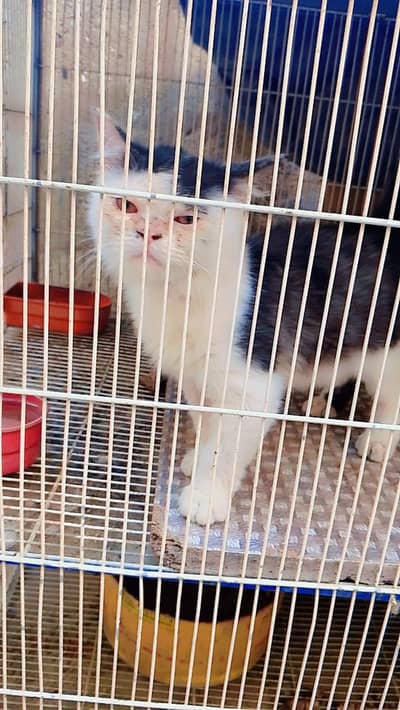 male kitten available 4000 fnf hen