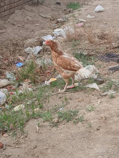 breeder ha andy dy rhi ha mianwali pure