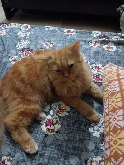 Persian Cat For Sale