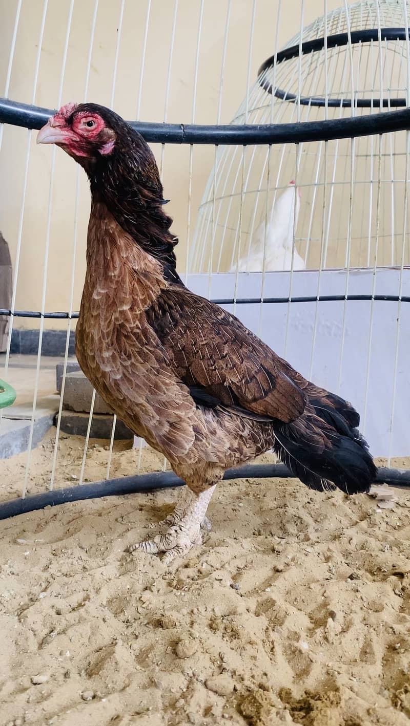 Top Quality Heera 14