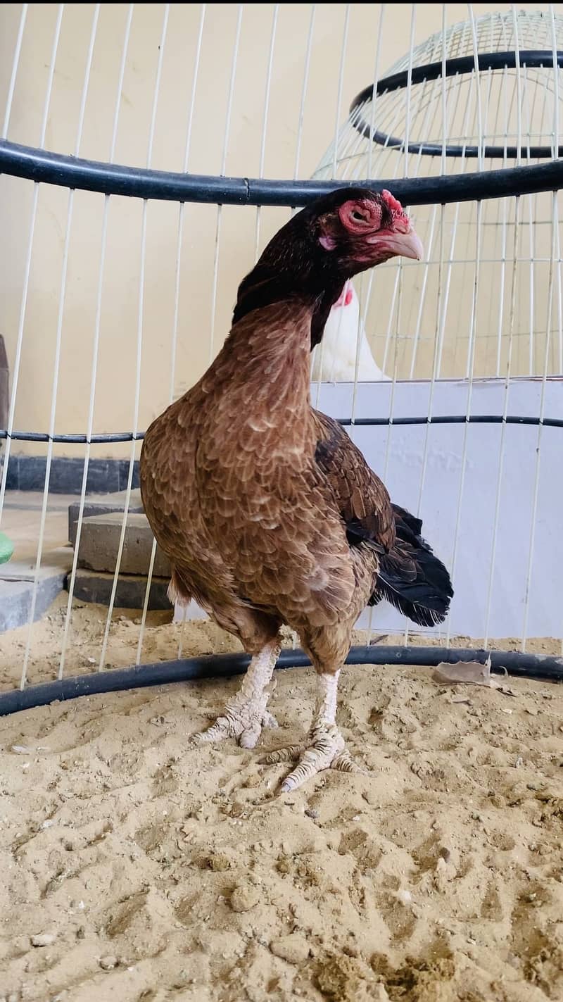 Top Quality Heera 15