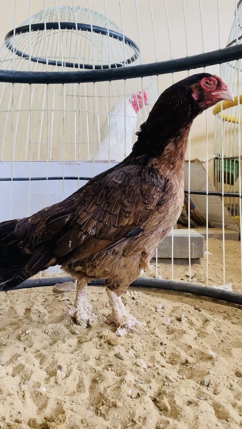 Top Quality Heera 16