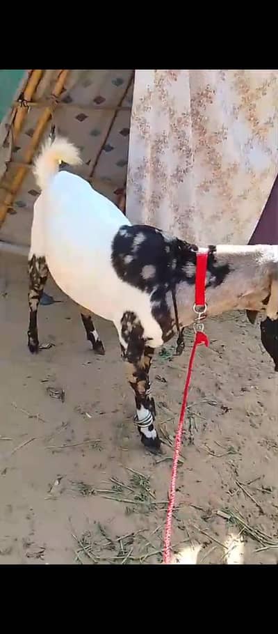 abluk pint 2 Dant  03292045655 whts app number