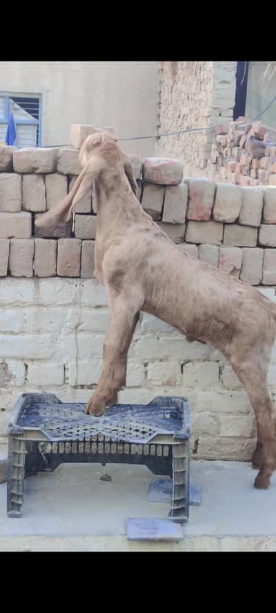 Desi Bakra Ghar ka boht acha ha agli qurbani k Liye boht ACHA ho ga