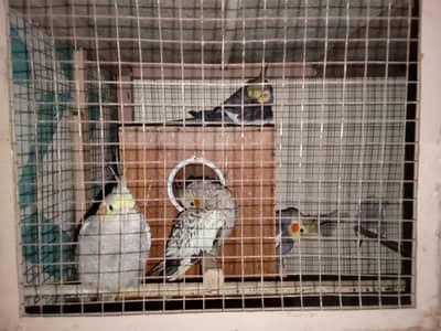 parrots for sale with punjra
