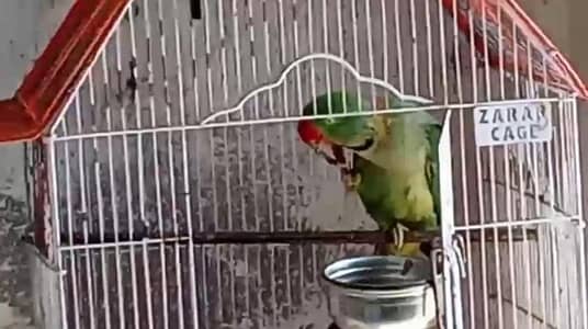 Raw parrot for sale