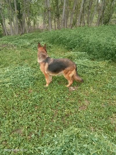 Germen shepherd female single coat