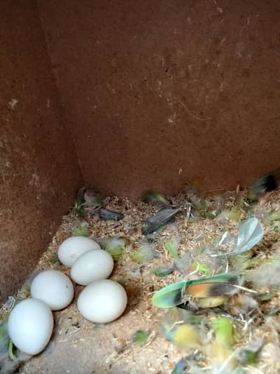 confirm pair with 5 eggs