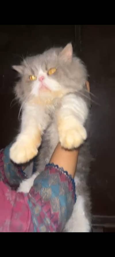 piki punch face  male cat for sale