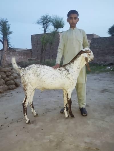 white cheena bakra . . . . 03034786585