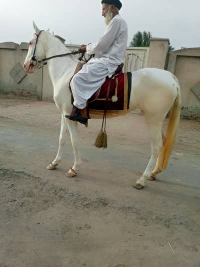 Nukri beautiful 61 inch height pregnant daughter of zila sial Wala nuk