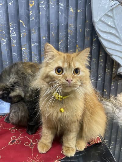 2 Female Persian cat